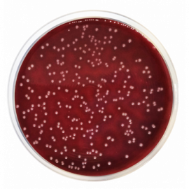 Condalab 1104 - Columbia Agar Base EP/USP/ISO  500grams (minimum order quantity of 4 units)