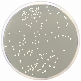 Letheen Agar Modified 500grams