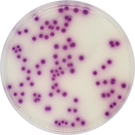 Salmonella Chromogenic Agar500 grams