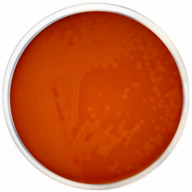 Blood Agar Base + Nalidixic Acid  500grams