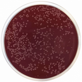 Campylobacter Agar Base (Preston)  500grams