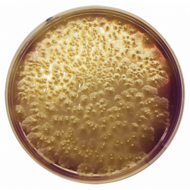 Clostridium Perfringens Agar Base (m-CP)  500grams