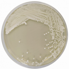 Condalab 1134-Sabouraud Dextrose Agar + Chloramphenicol EP/USP/ISO 500grams