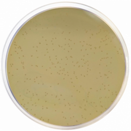 Liver Agar 500grams