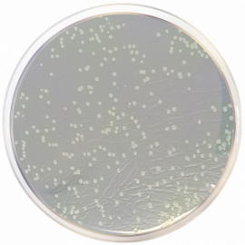 Condalab 1156 - Nutrient Agar ISO 500grams