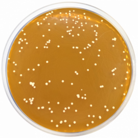 Dermatophytes Agar Base  500grams