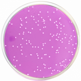 Rose Bengal Agar + Cholamphenicol + Dichloran (DRBC Agar) ISO 500grams