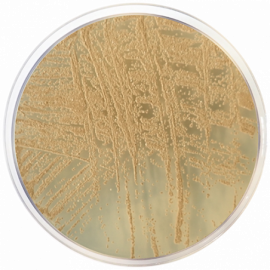 Dichloran Glycerol Agar (DG 18) ISO 500grams