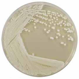 Sabouraud Dextrose Agar 2% 500grams