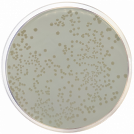 Standard Nutrient Agar I500grams