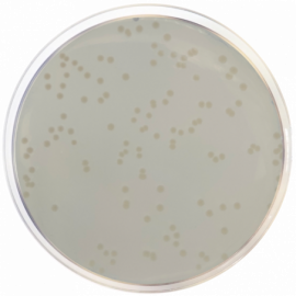 Standard Count Agar 500grams