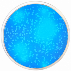 EC with MUG Fluorogenic Agar 500grams