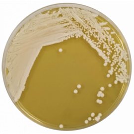 Yeast Mold Agar  500grams