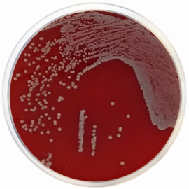 TSA Agar Nº2 Modified 500grams