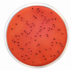 XLD Agar (Xylose Lysine Desoxycholate Agar) ISO  500grams