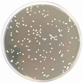 Condalab 1301 | Chloramphenicol Agar (YGC Agar) ISO  500grams