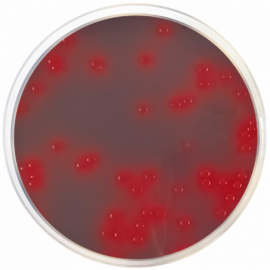 CLED Agar with Andrade´s Indicator  500grams