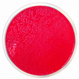 Lauryl Sulfate Agar 500grams