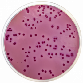 Violet Red Bole with Lactose Agar + MUG  500grams