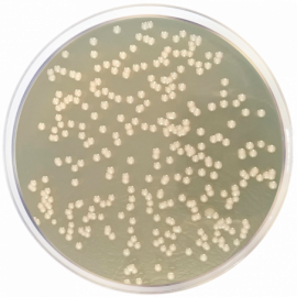 Nutrient Agar Dev Regulations 500grams