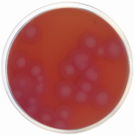 Bacillus Cereus Selective Agar Base (MYP) ISO  500grams