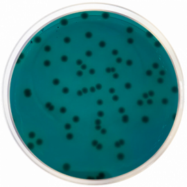 Agar Base Aeromonas (RYAN) 500grams