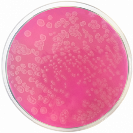 Acetamide Agar 500grams