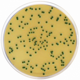 Chromogenic Cronobacter Isolation Agar (CCI) ISO  500grams