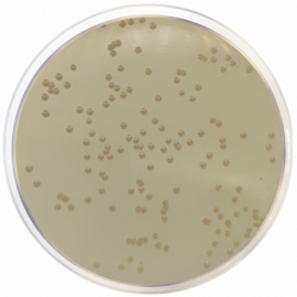 Haemophilus Test Medium 500grams