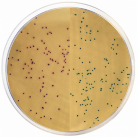 MRSA Chromogenic Modified Agar Base 500grams