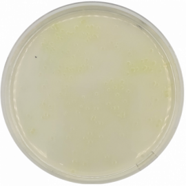 Condalab 1531 | King A Medium (Pseudomonas P) Agar USP/ISO 500grams