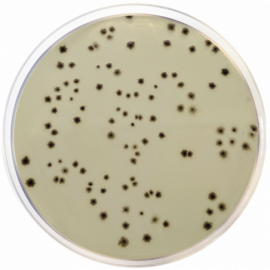 Iron Sulfite Agar ISO 500grams