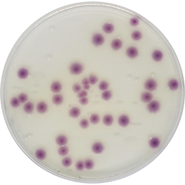 Condalab 1585 - Standard Method Chromogenic Agar (PCA) 500grams