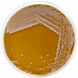 HC Agar Base 500grams