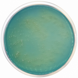 Condalab 2006 | Brettanomyces Agar  500grams