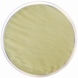 Condalab 2011 | TOS Propionate Agar Base ISO 500grams