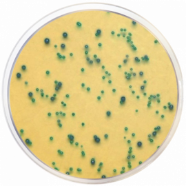 m-EI Chromogenic Agar Base, Modified 500grams