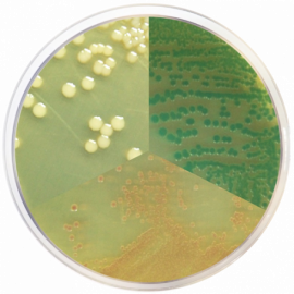 Vibrio Chromogenic Agar 500grams