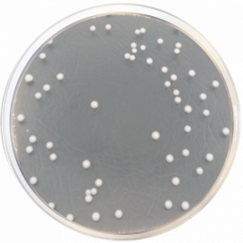 Sabouraud Dextrose Agar + Chloramphenicol + Gentamicin 500grams