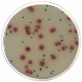 ESBL Chromogenic Agar 500grams