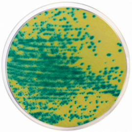 Vancomycin-Resistant Enterococcus (VRE) Chromogenic Agar500 grams