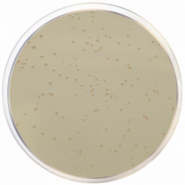 Luria Agar with Kanamycin 50µg/ml (Miller`s LB agar) 500grams