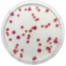 Klebsiella Chromogenic Agar Base 500grams