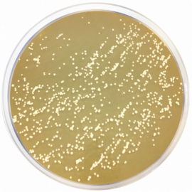 m-Dixon agar 500grams