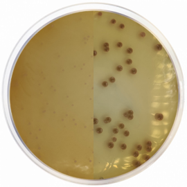 Chromogenic Agar Burkholderia Cepacia  500grams