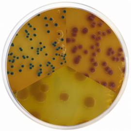 Condalab 2144 - PEC Chromogenic Agar 500grams