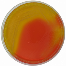 Burkholderia cepacia Selective Agar Base USP  500grams