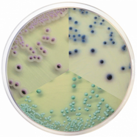 Condalab 2207 - Candida Chromogenic Agar  500grams