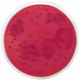 [1025] Desoxycholate Lactose Agar  500grams