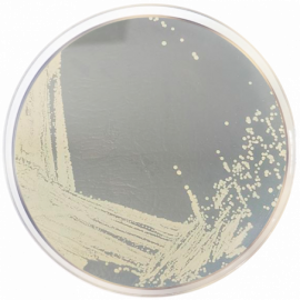 [1028] DNAse Test Agar (Deoxyribonuclease Activity) 500grams